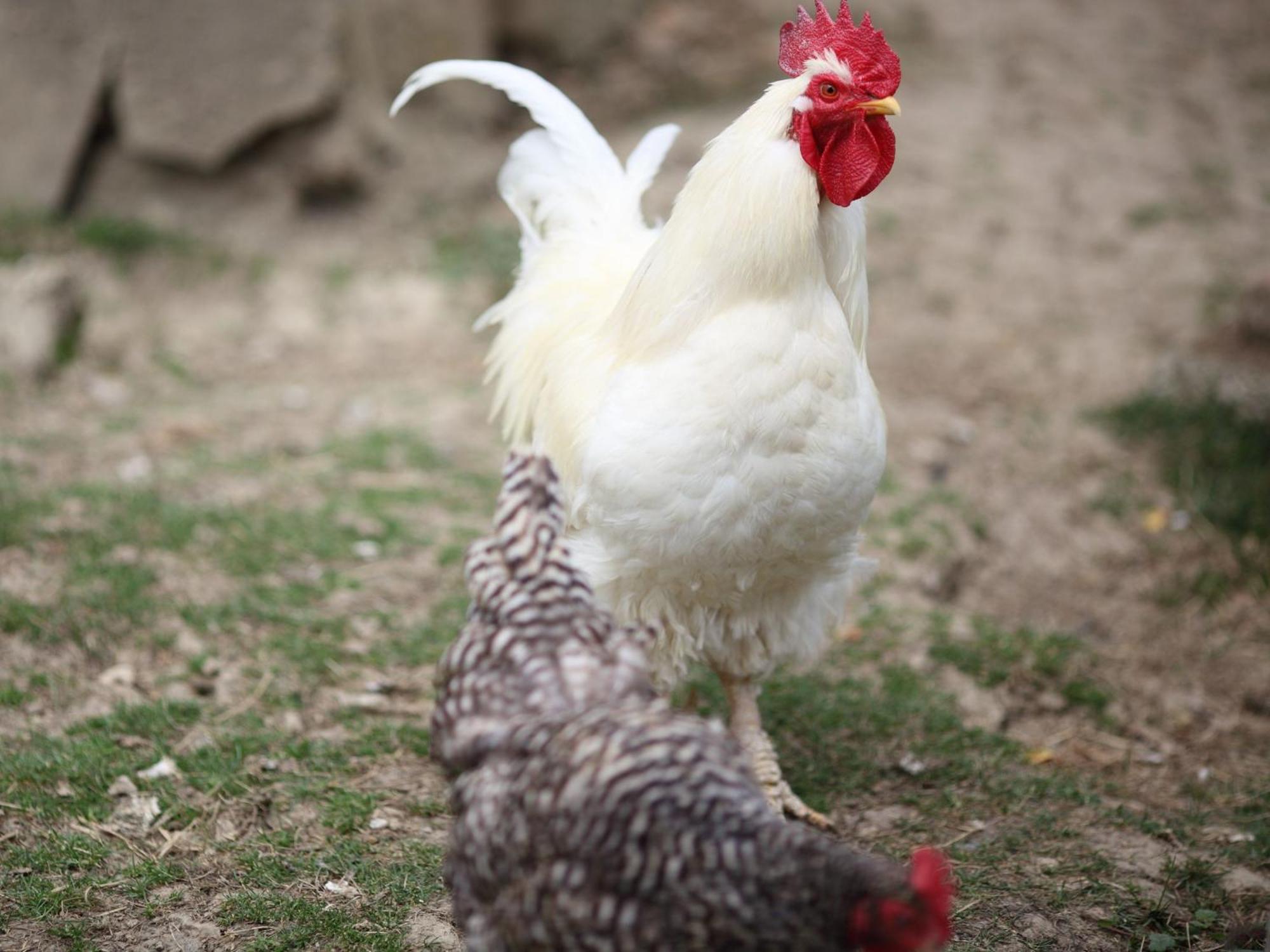 Ferienhof An Der Lay Kerpen  Dış mekan fotoğraf